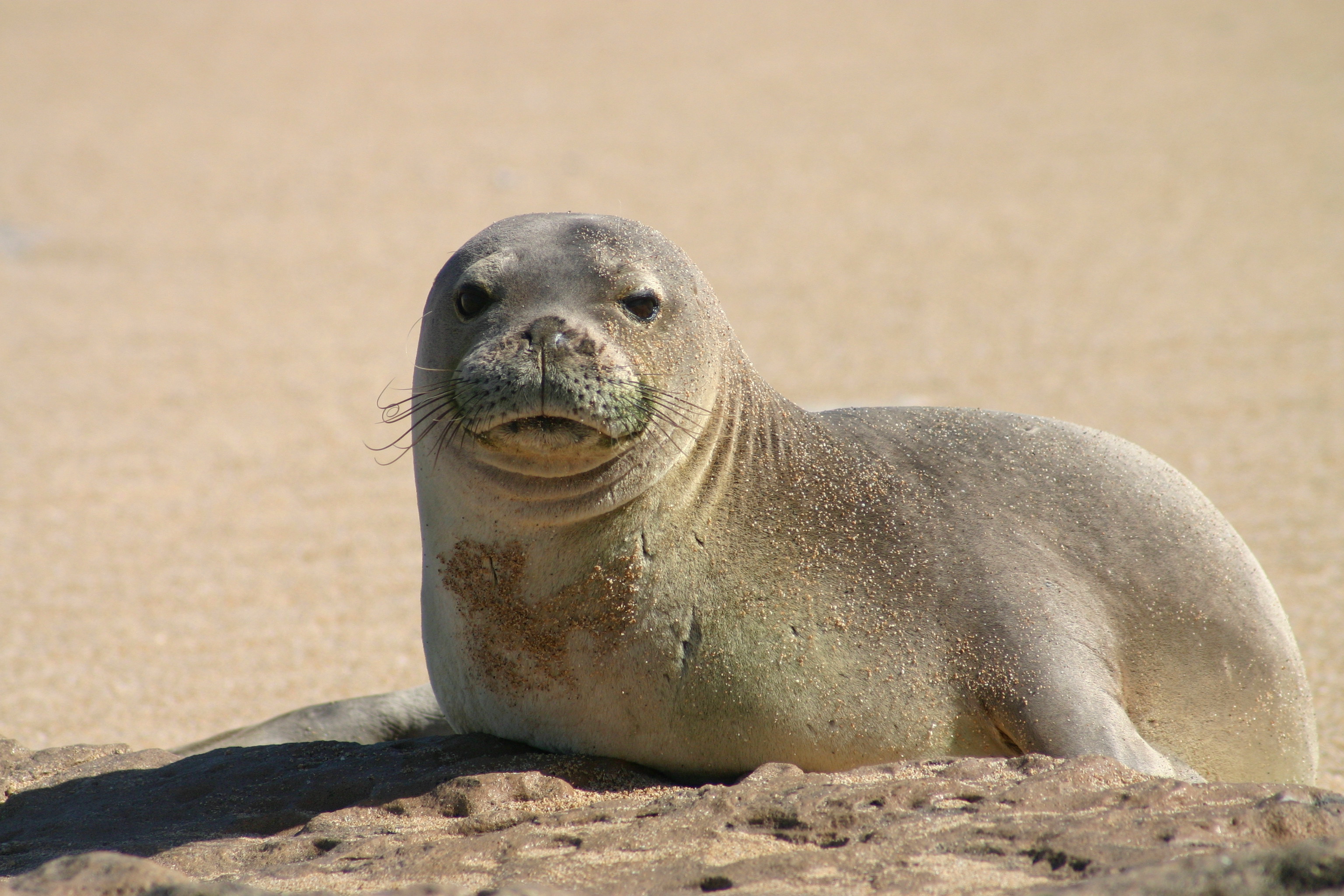 Hawaiian monk seal.